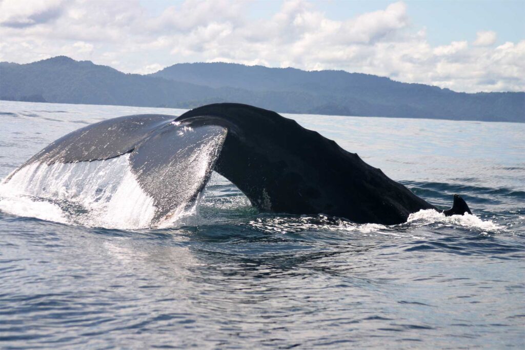Cola de ballena yubarta emergiendo del mar en el Pacífico colombiano durante temporada de avistamiento.