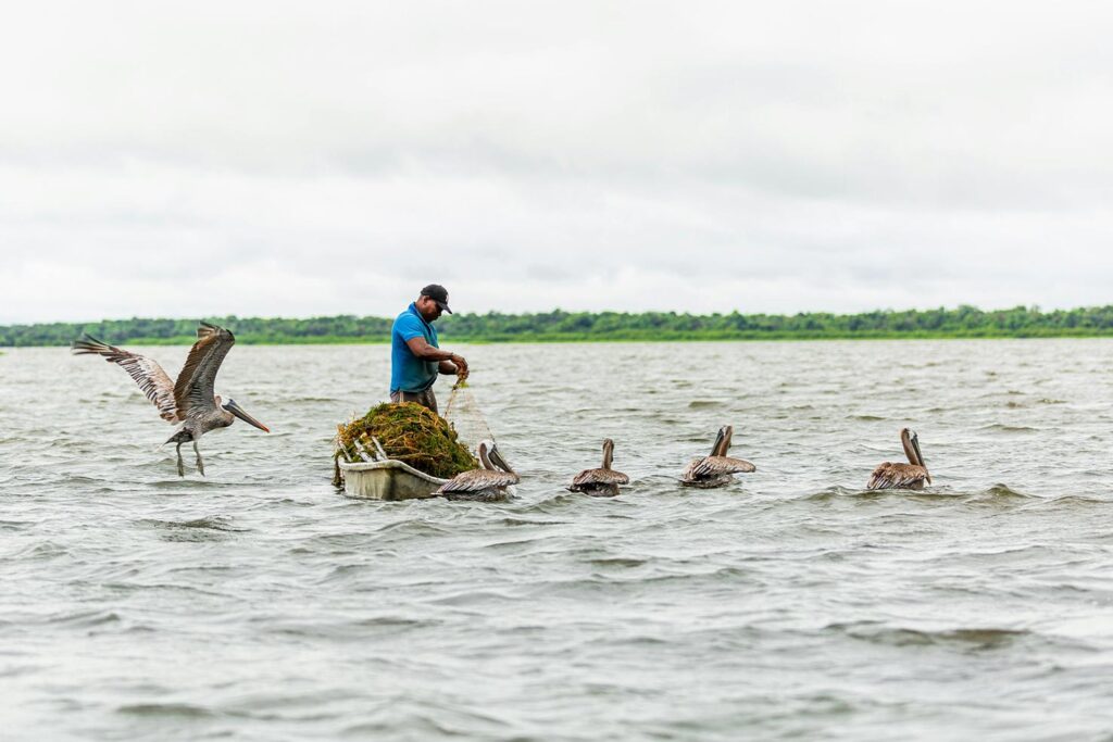 Pescador artesanal en el litoral del Pacífico colombiano, rodeado de pelícanos descansando sobre el agua.