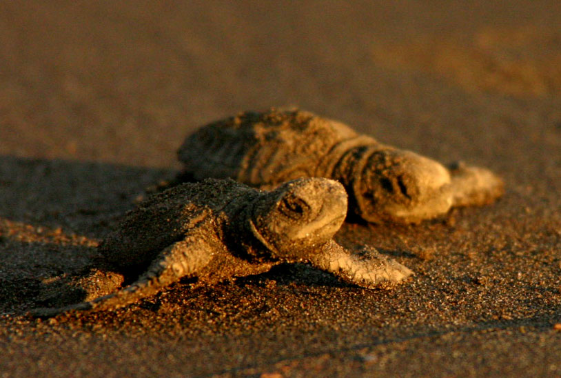 Crías de tortuga marina recién nacidas en la playa del Pacífico colombiano durante proceso de liberación.