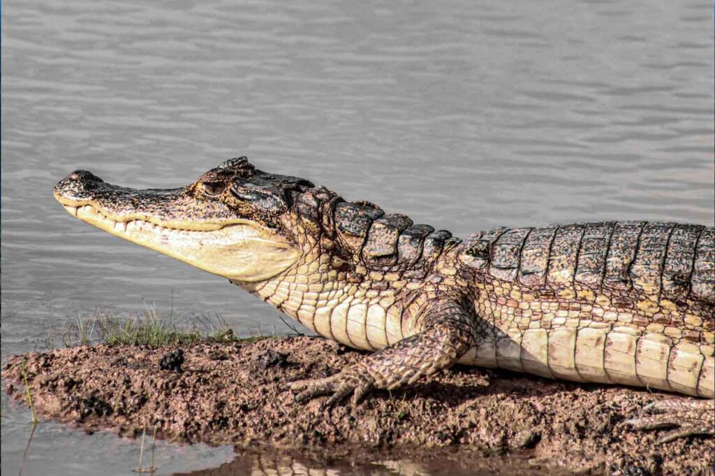 caiman-safari-llanero-colombia-opt