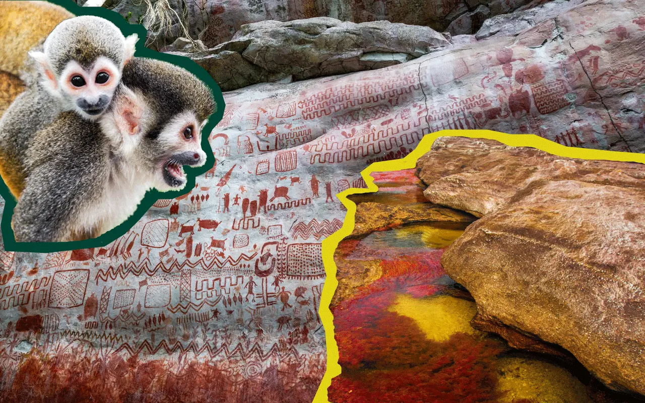 Collage de la región Amazonía-Orinoquía con monos araña, Caño Cristales con colores intensos y pinturas rupestres de Cerro Azul.