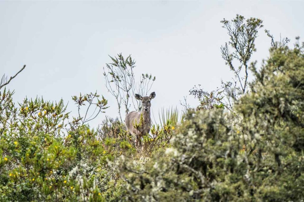 Venado entre la vegetación, en hábitat natural colombiano.